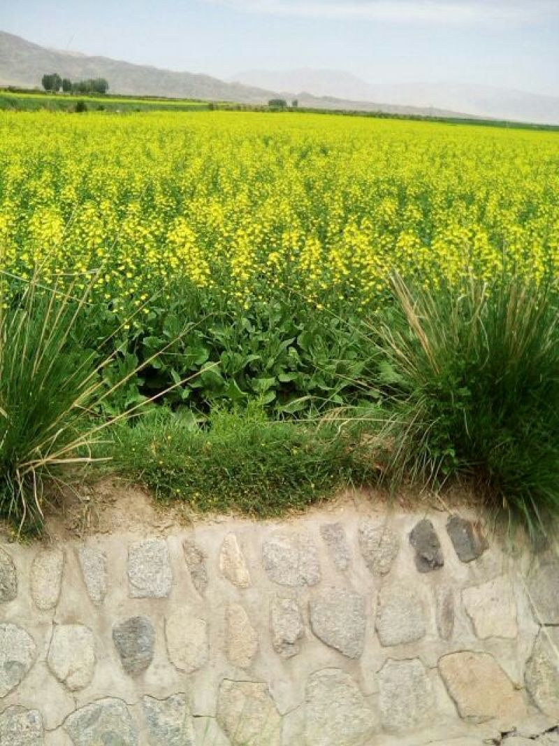 油菜籽1
