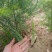 高产芦笋苗养殖金蝉用苗包技术，
