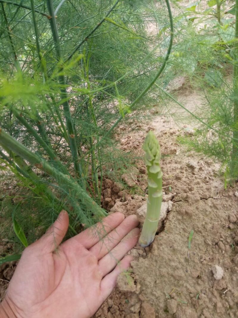 高产芦笋苗养殖金蝉用苗包技术，