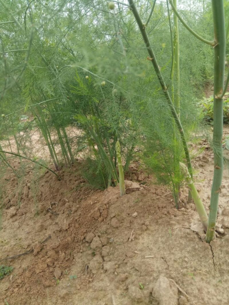 高产芦笋苗养殖金蝉用苗包技术，