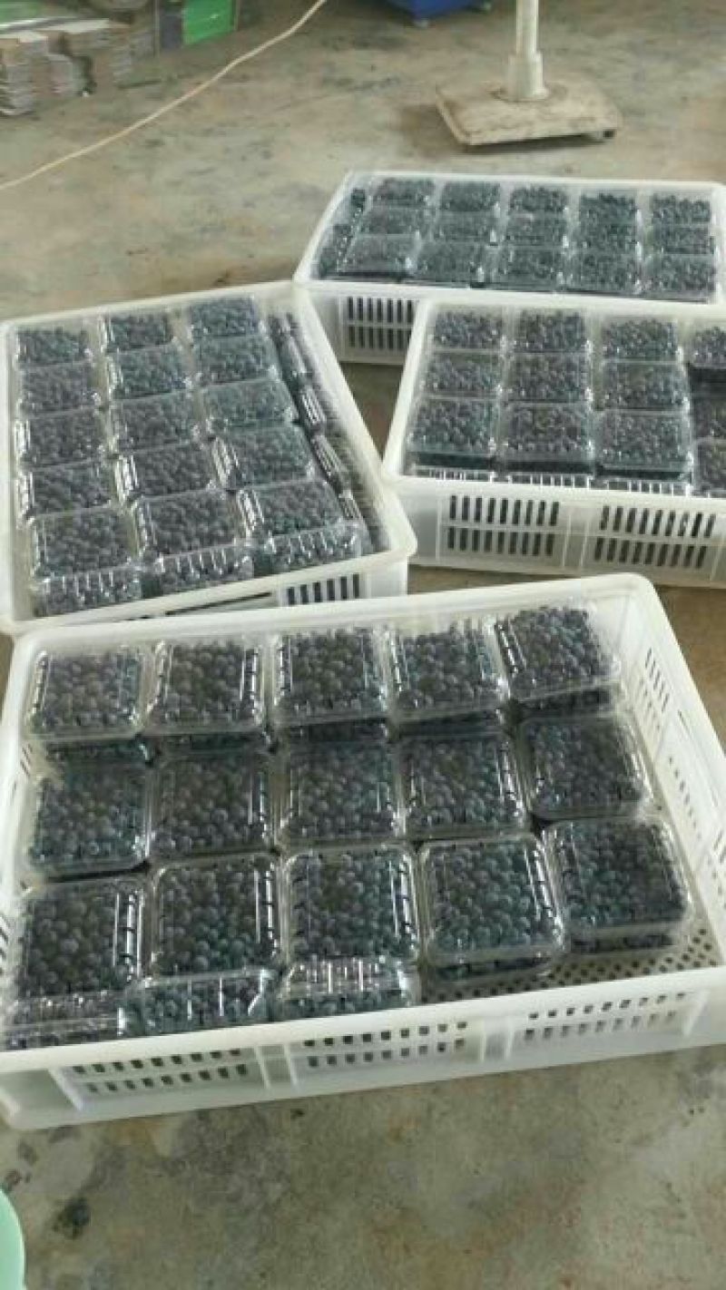 蓝莓鲜果2~4mm以上