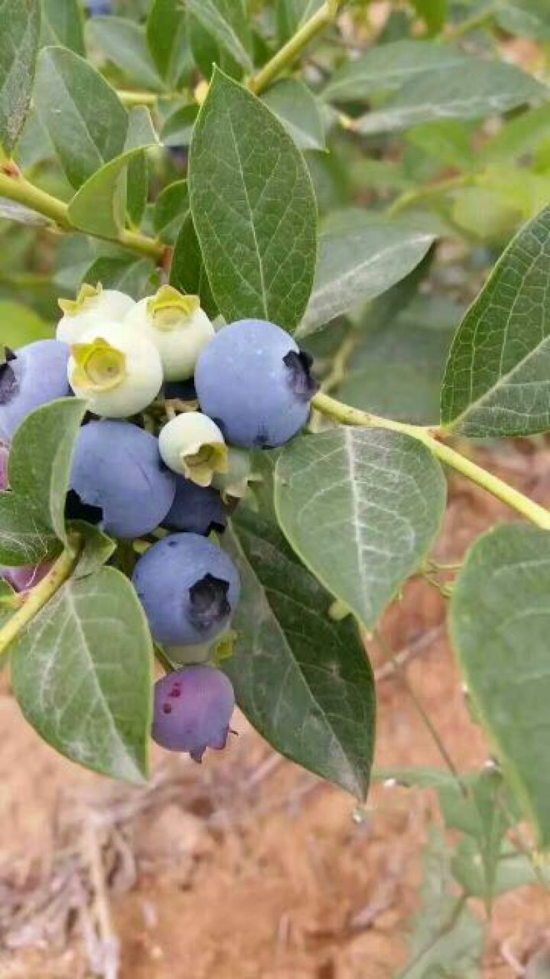 蓝莓鲜果2~4mm以上