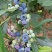 蓝莓鲜果2~4mm以上