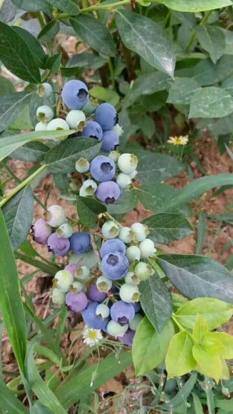蓝莓鲜果2~4mm以上