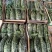 【脆皮花金刚】黑金刚山东费县大量供应产地直发全国各地
