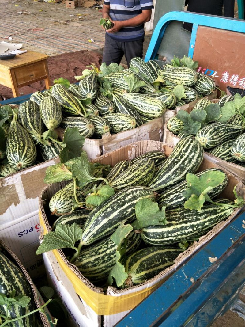 【脆皮花金刚】黑金刚山东费县大量供应产地直发全国各地