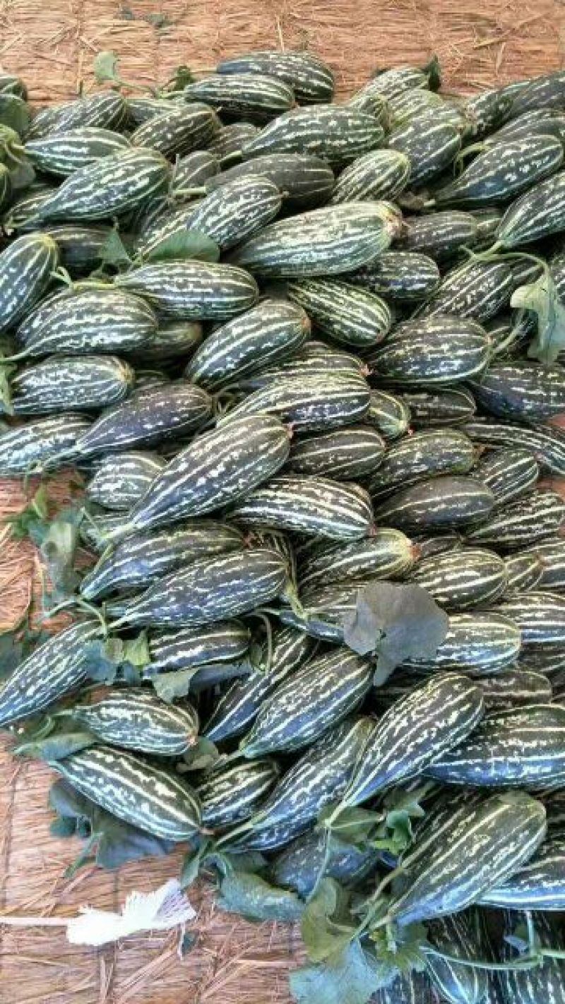 【脆皮花金刚】黑金刚山东费县大量供应产地直发全国各地