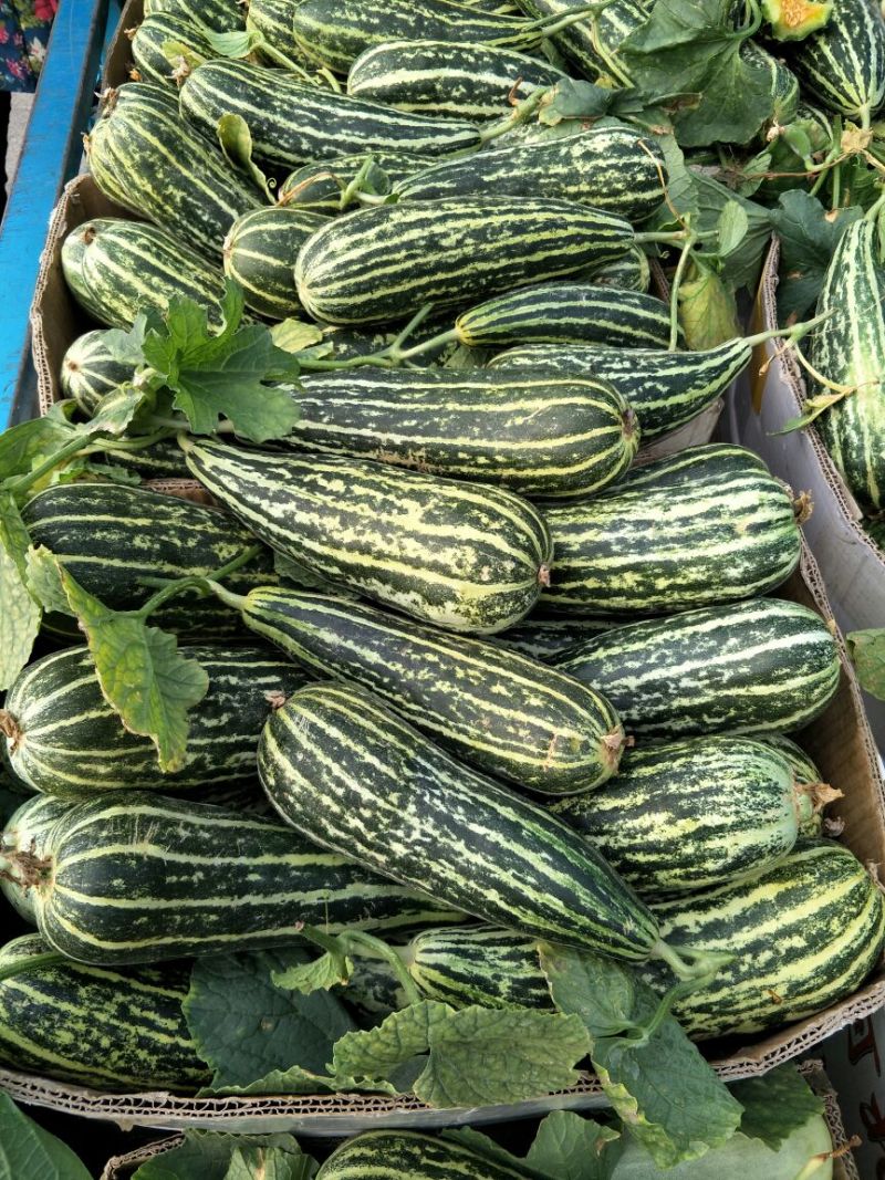 【脆皮花金刚】黑金刚山东费县大量供应产地直发全国各地