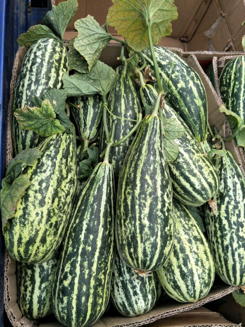 【脆皮花金刚】黑金刚山东费县大量供应产地直发全国各地
