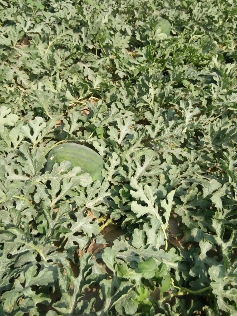 龙卷风西瓜8斤打底9成熟1茬