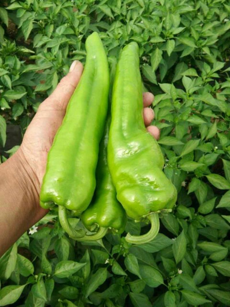 牛角椒15~20厘米微辣青辣椒大量供应中