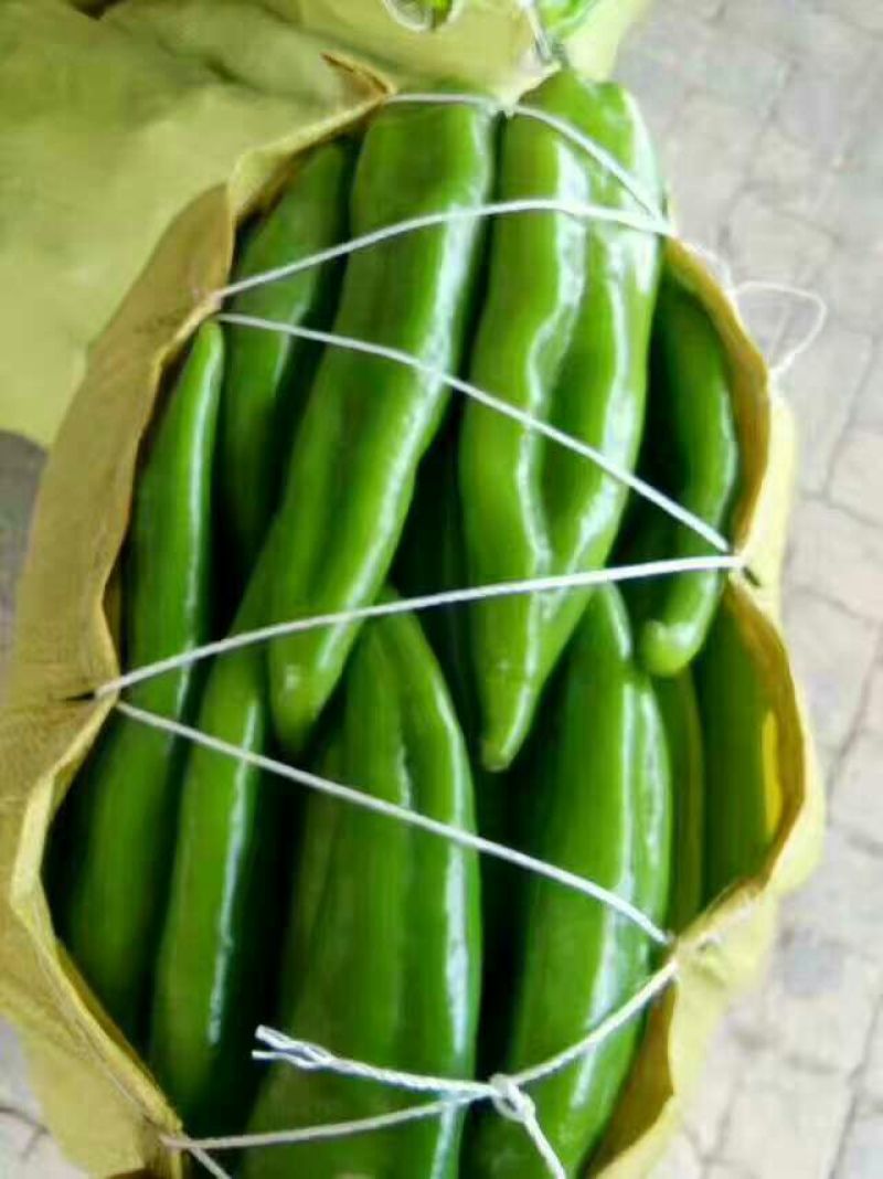 牛角椒15~20厘米微辣青辣椒大量供应中