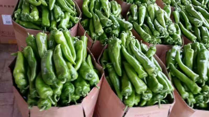 牛角椒15~20厘米微辣青辣椒大量供应中