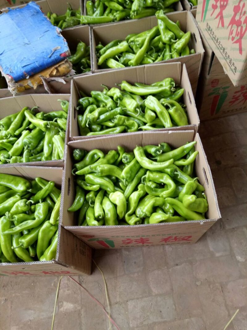 牛角椒15~20厘米微辣青辣椒大量供应中