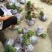 五年生黄花菜苗，包技术，