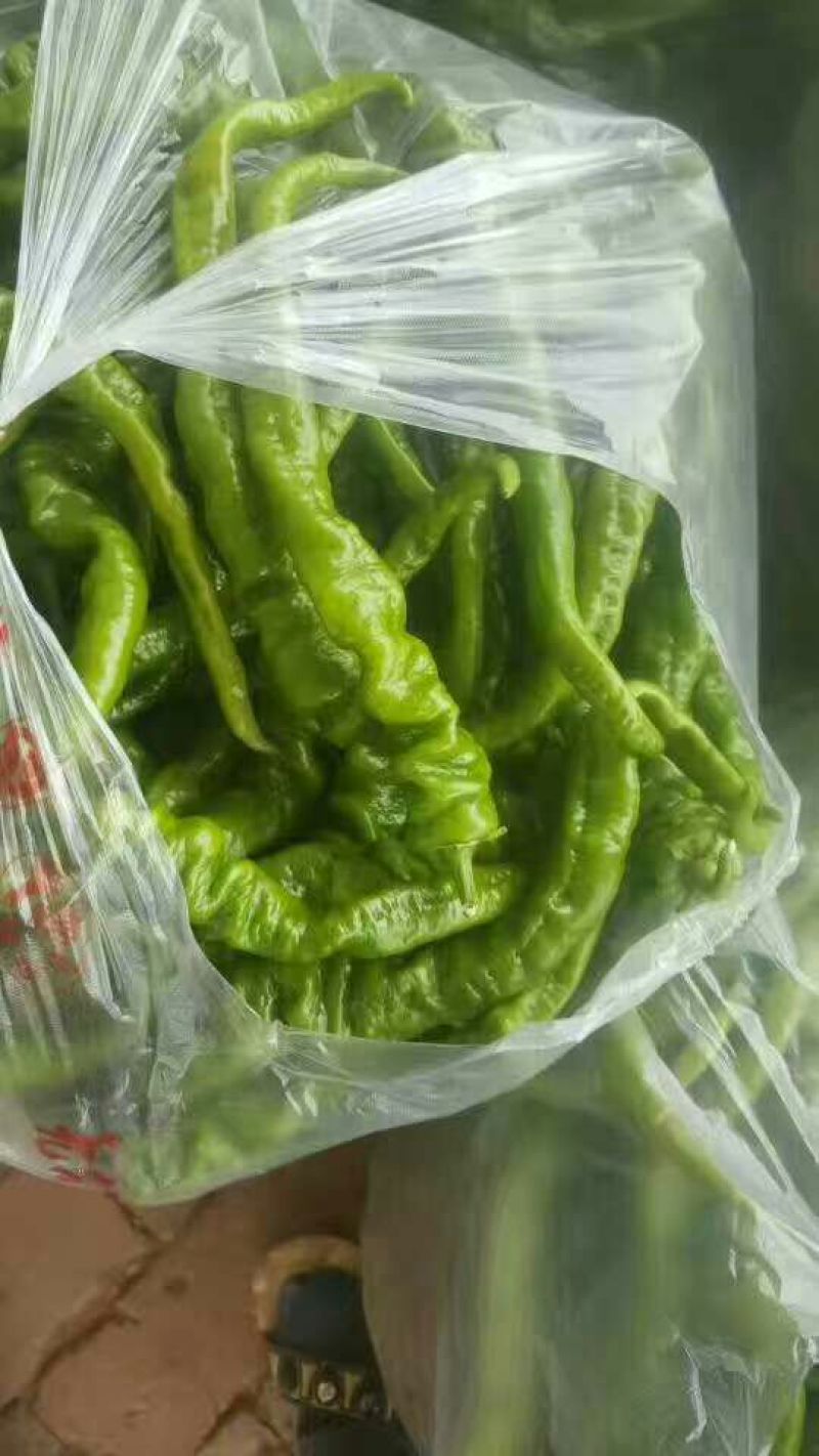 陕西省榆林市定边精品螺丝椒，精准报价，支持视频看货
