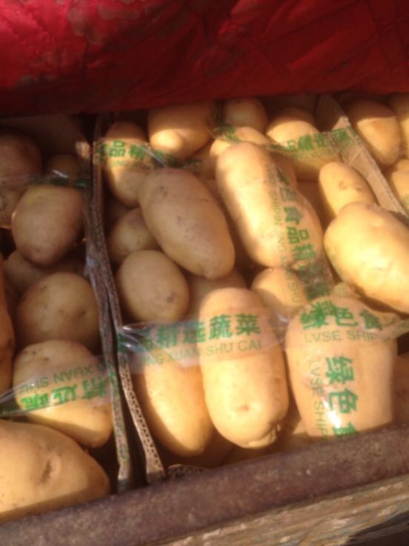 荷兰十五土豆