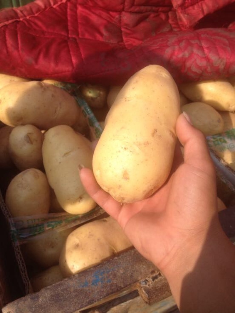 荷兰十五土豆