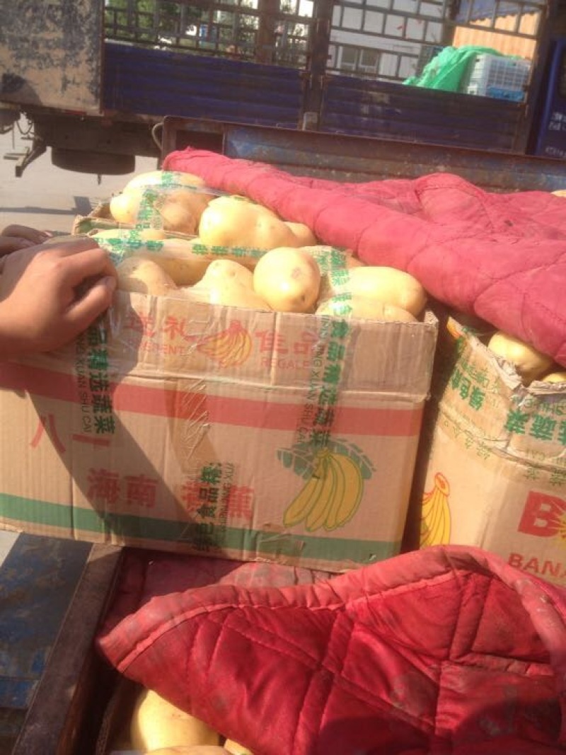 荷兰十五土豆