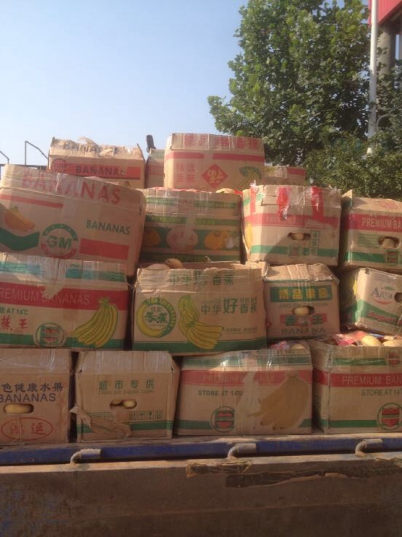 荷兰十五土豆