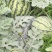 8424西瓜5斤打底8成熟2茬