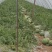 8424西瓜5斤打底8成熟2茬