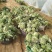 8424西瓜5斤打底8成熟2茬