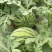 8424西瓜5斤打底8成熟2茬