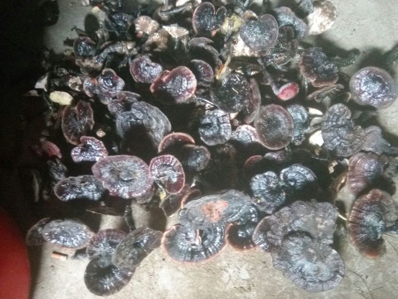 灵芝8~12公分