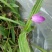白芨种苗10~20cm