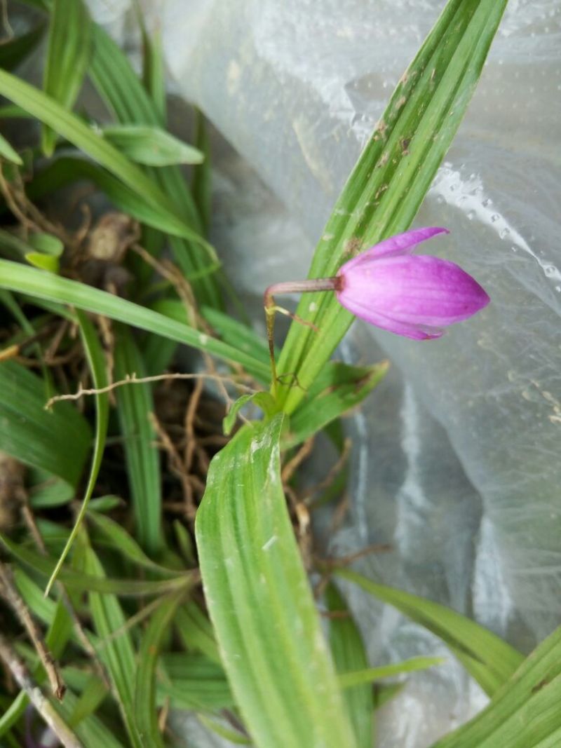 白芨种苗10~20cm