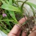 白芨种苗10~20cm