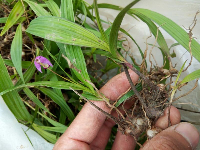 白芨种苗10~20cm