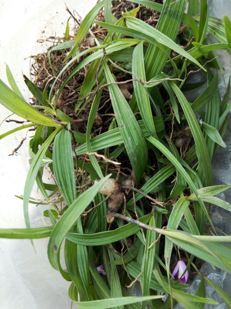 白芨种苗10~20cm