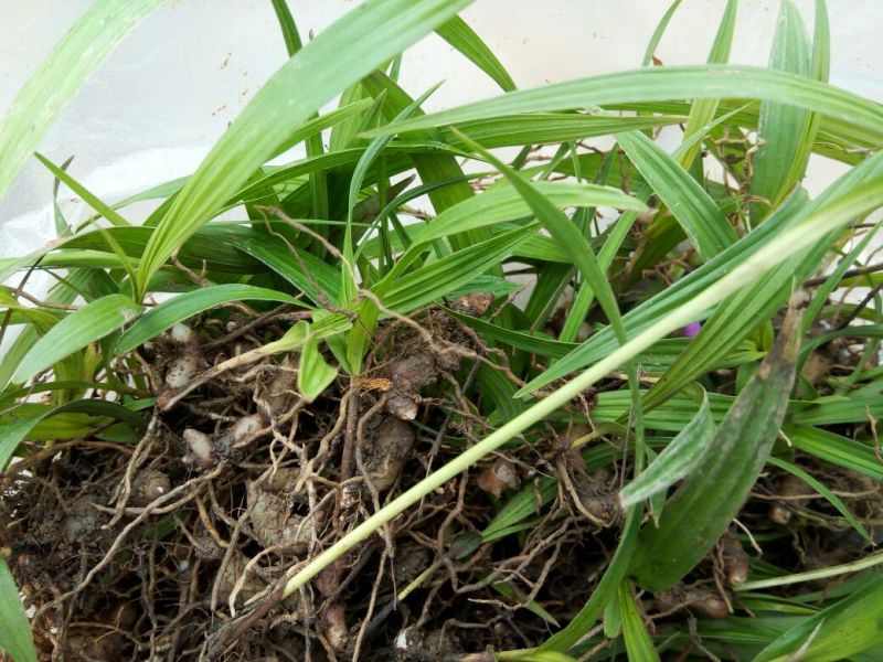 白芨种苗10~20cm