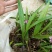 白芨种苗10~20cm
