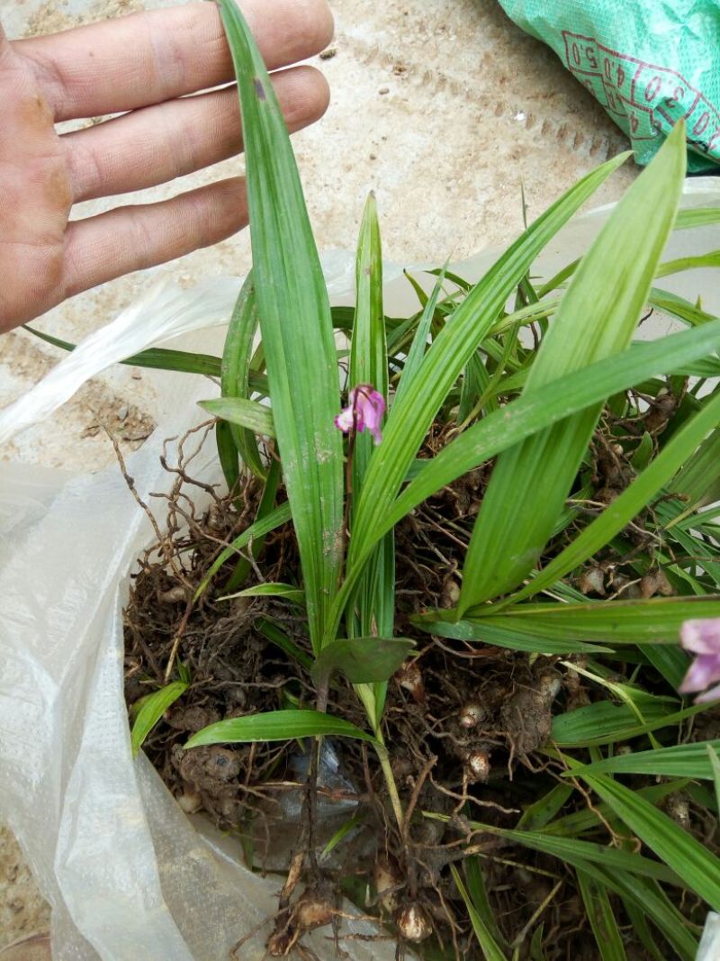 白芨种苗10~20cm