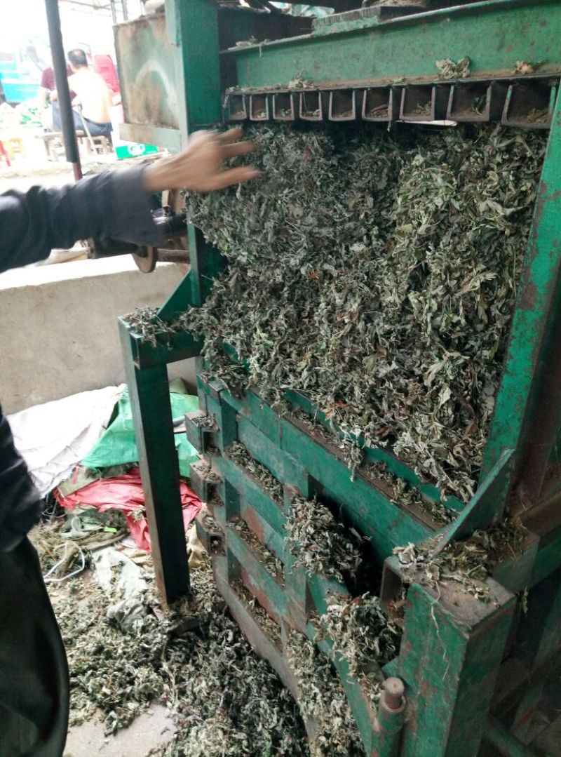 艾叶全叶统农户自采纯野生