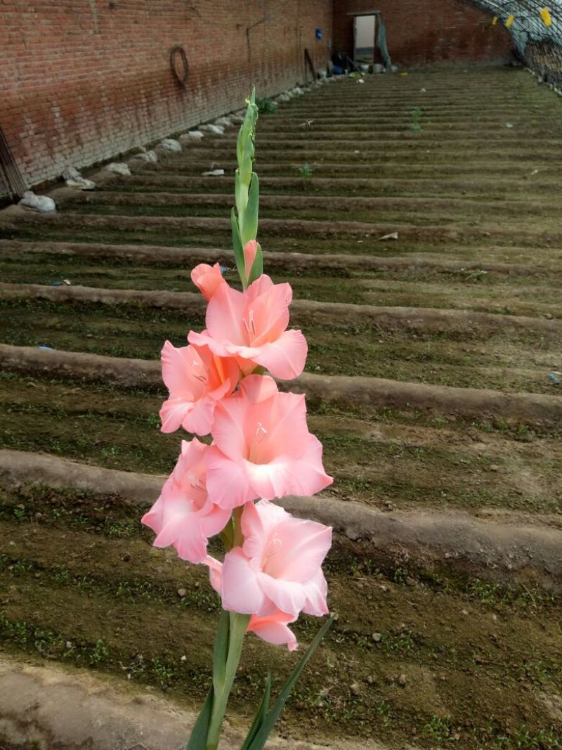 剑兰鲜切花