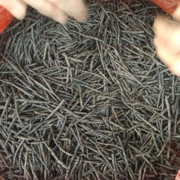 苦丁茶