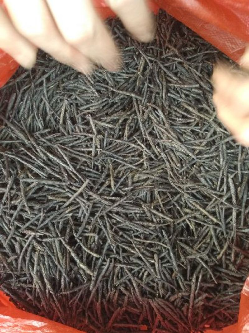 苦丁茶
