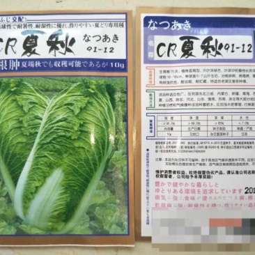 白菜种子