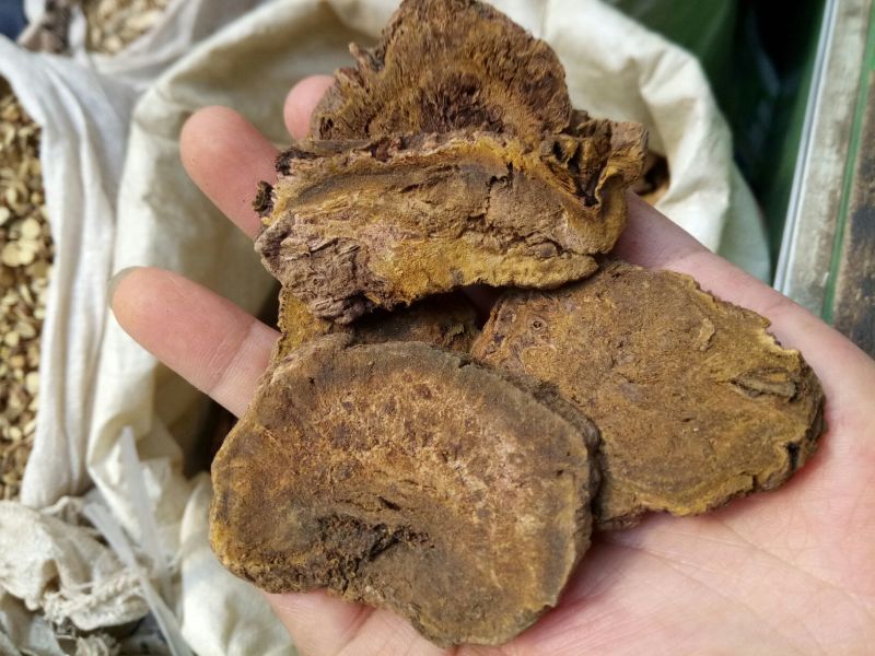 大黄甘肃西大黄干货量大从优