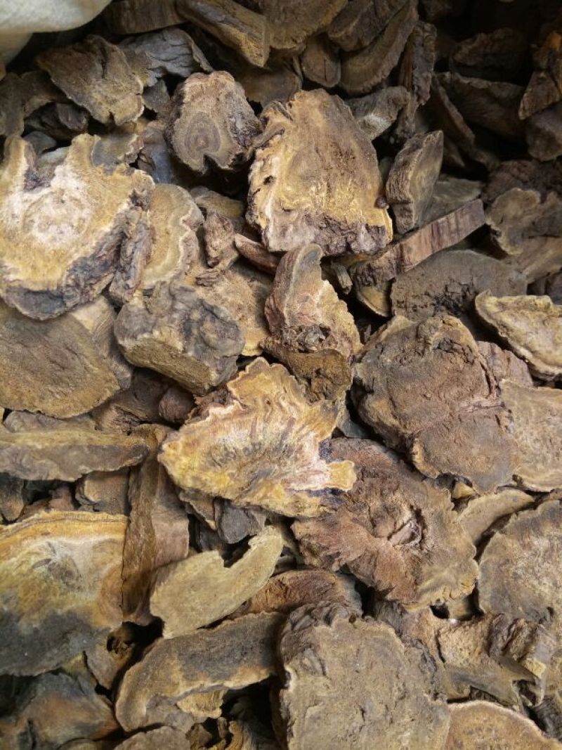 大黄甘肃西大黄干货量大从优