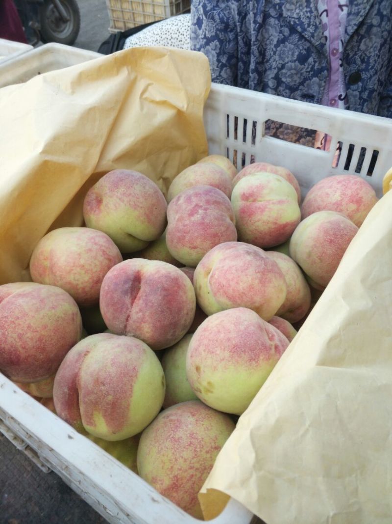 精品沙红桃65mm以上