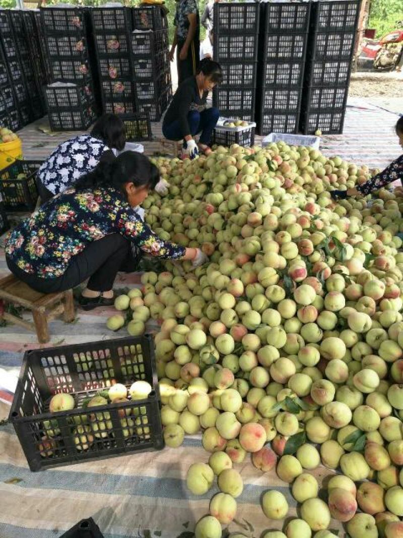 精品沙红桃65mm以上