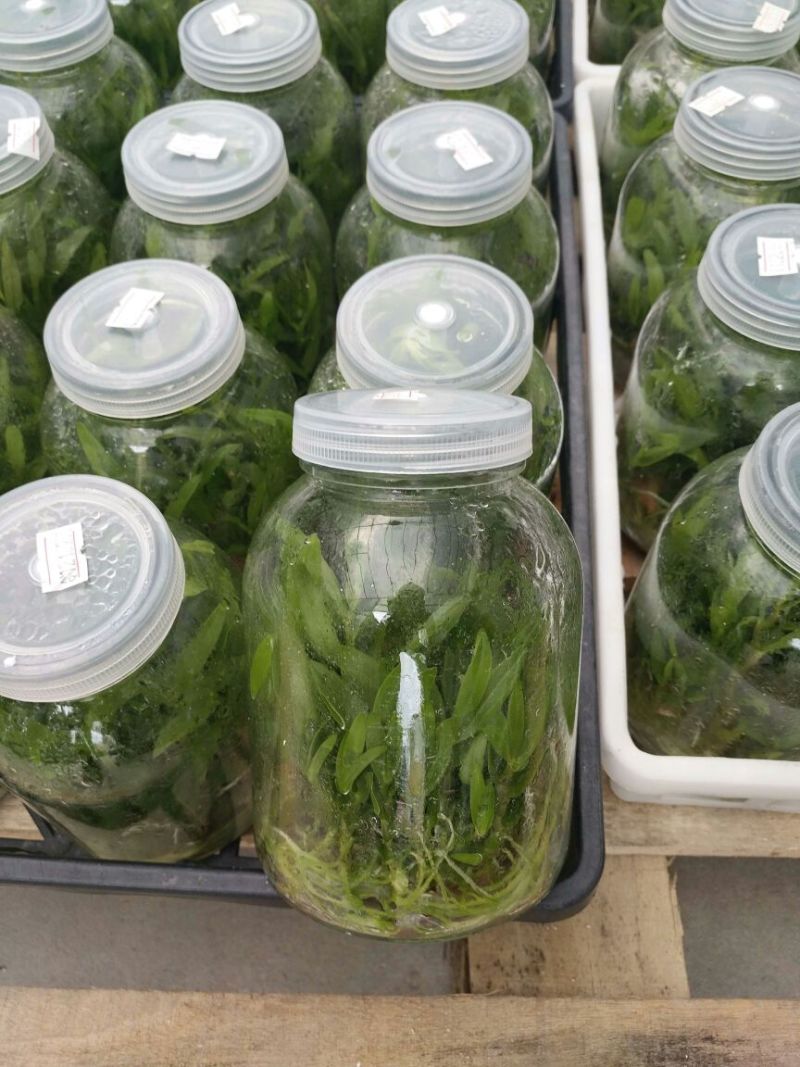 铁皮石斛瓶苗10cm以下