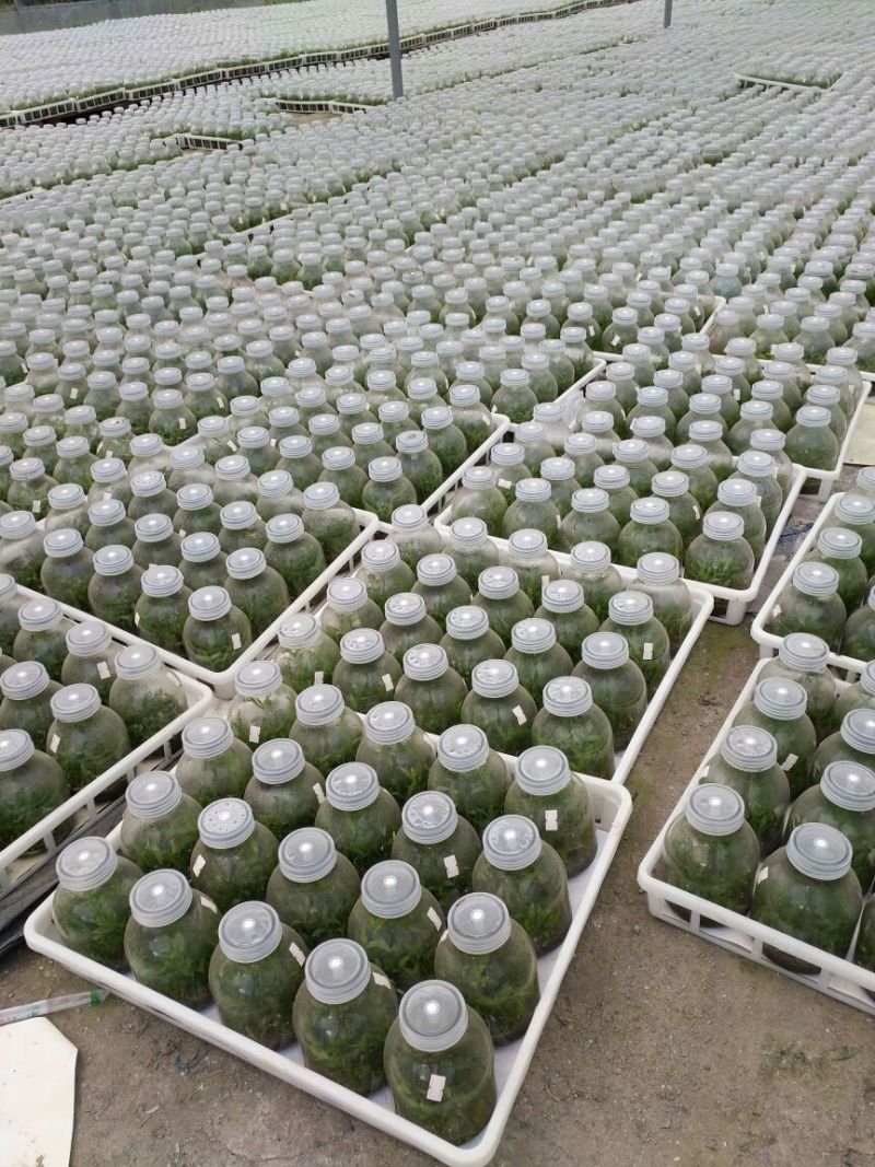 铁皮石斛瓶苗10cm以下