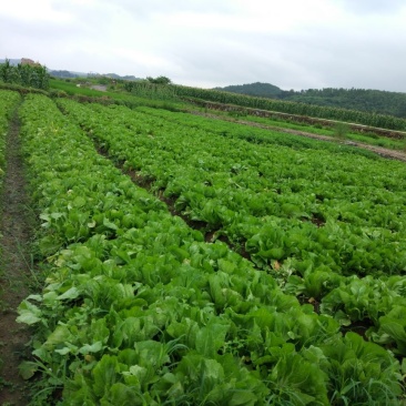 荠菜10cm以上