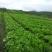 荠菜10cm以上